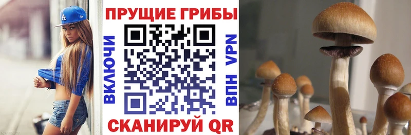 Псилоцибиновые грибы Psilocybine cubensis  ОМГ ОМГ tor  Полярные Зори 
